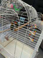 Parkieten met kooi, Dieren en Toebehoren, Vogels | Parkieten en Papegaaien, Mannelijk, Parkiet