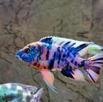 Aulonocara Multi Color OB Exclusief!!!, Dieren en Toebehoren, Vis
