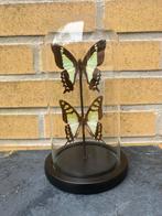 Geprepareerde vlinders in een glazen stolp., Verzamelen, Ophalen of Verzenden, Insect, Opgezet dier