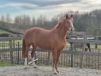 ELITE KWPN fokmerrie (Z1 dr)  / Coach paard aangeboden, Dieren en Toebehoren, Paarden, Merrie, Dressuurpaard