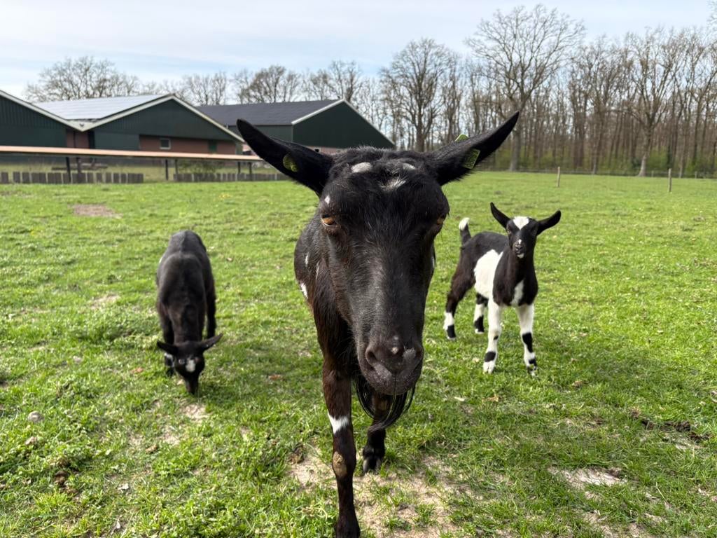 Bonte melkgeit met 2 geiten lammeren, Vrouwelijk, Geit
