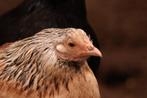 Kippen, diverse kippen, Dieren en Toebehoren, Pluimvee, Vrouwelijk, Kip