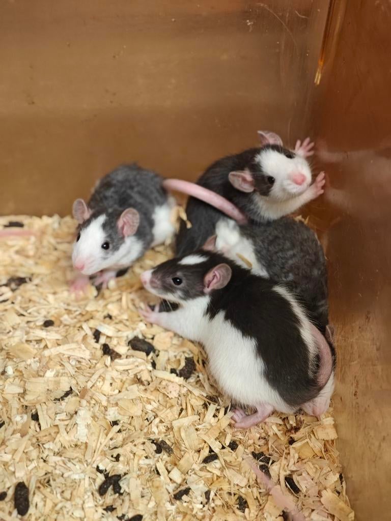 Rittens man/vrouw te koop, Dieren en Toebehoren, Knaagdieren, Meerdere dieren, Rat, Maart, Tam