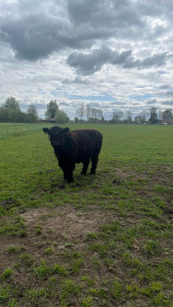 Galloway dekstier GEZOCHT, Mannelijk