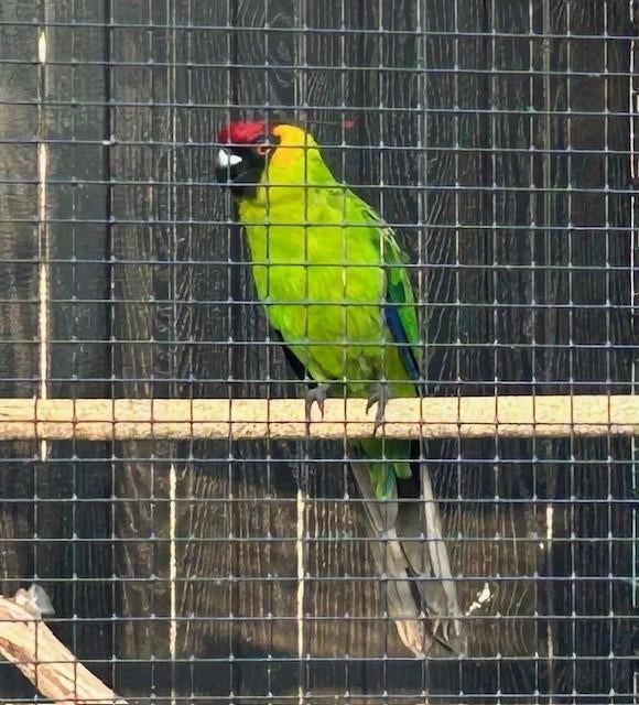 Gezocht Hoornparkiet Pop, Vrouwelijk, Parkiet, Geringd