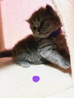 Britse korthaar kittens, Poes