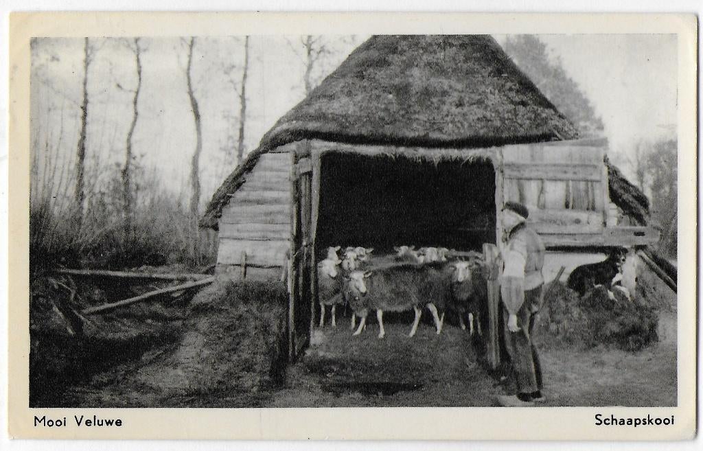 Mooi Veluwe Schaapskooi -- oude gelopen ansichtkaart B3458, Ophalen of Verzenden, 1960 tot 1980, Gelopen, Gelderland