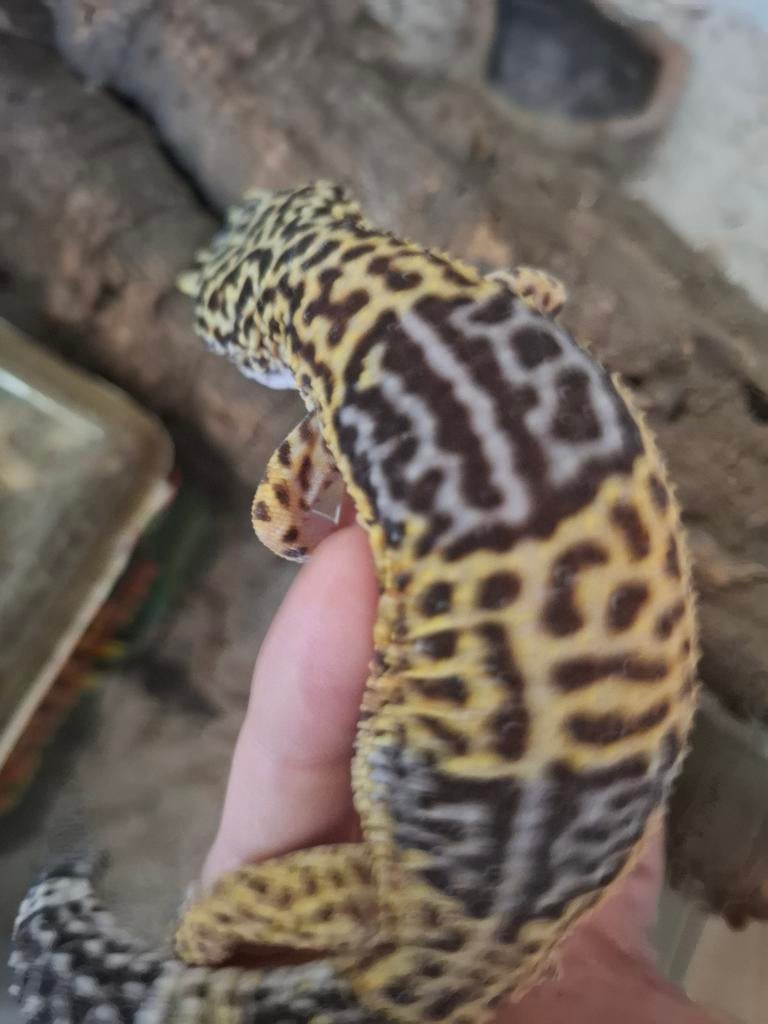 Satpura gekko's Leopard Gecko - unknown for sale from Gijs Machielsen