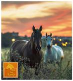 Paardenrusthuis, Weidegang, 2 of 3 paarden of pony's