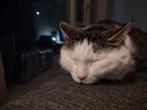 Lief nieuw thuis gezocht voor poes Bailey (14 jaar), Poes