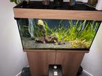 JUWEL, Ophalen of Verzenden, Zo goed als nieuw, Gevuld zoetwateraquarium