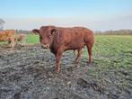 GERESERVEERD verbeterd roodbonte stier, dekstier, Mannelijk, 0 tot 2 jaar