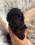 tekoop minie Australië labradoodle, HCC (leverziekte), Overige rassen, 8 tot 15 weken, Meerdere
