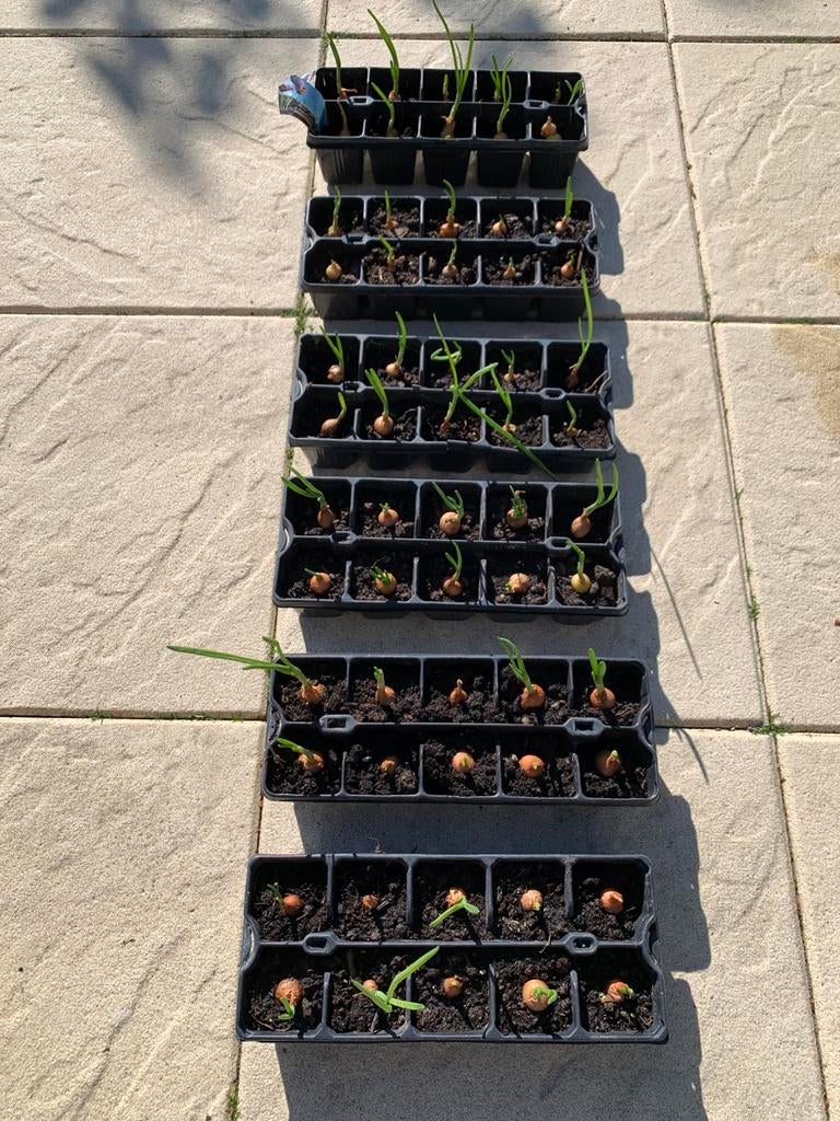 Laatste 60 Gele Uien Plantuien, Ophalen, Volle zon, Groenteplanten, Eenjarig