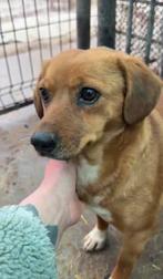 Lisa, klein kruising teefje gest 3 jaar, Particulier, Buitenland, Teef, Parvo