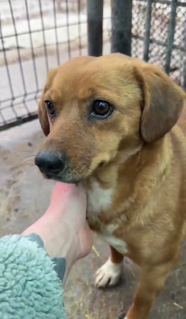 Lisa, klein kruising teefje gest 3 jaar, Dieren en Toebehoren, Honden | Niet-rashonden, Particulier, Buitenland, Teef, Parvo