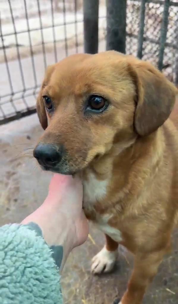 Lisa, klein kruising teefje gest 3 jaar, Dieren en Toebehoren, Honden | Niet-rashonden, Klein, Teef, Particulier, Eén hond, Buitenland