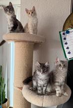 Maine coon xxl kittens russische lijnen, Meerdere dieren, Gechipt, 0 tot 2 jaar