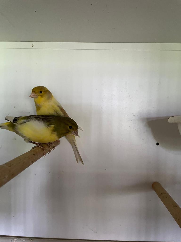 2 forse kanariemannen van 2025, Dieren en Toebehoren, Vogels | Kanaries, Mannelijk, Kleurkanarie