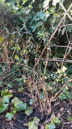 Vlinderstruik, Tuin en Terras, Planten | Tuinplanten, Ophalen, Overige soorten, Volle zon