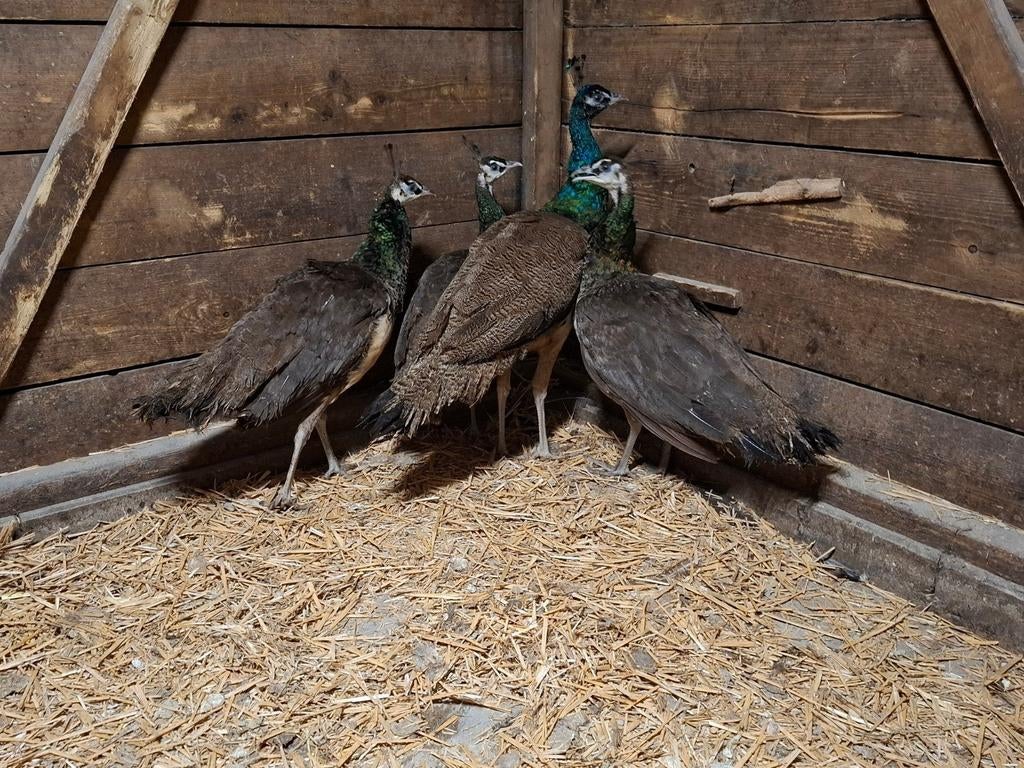 4 blauwe pauwen, Dieren en Toebehoren, Pluimvee, Meerdere dieren, Overige soorten
