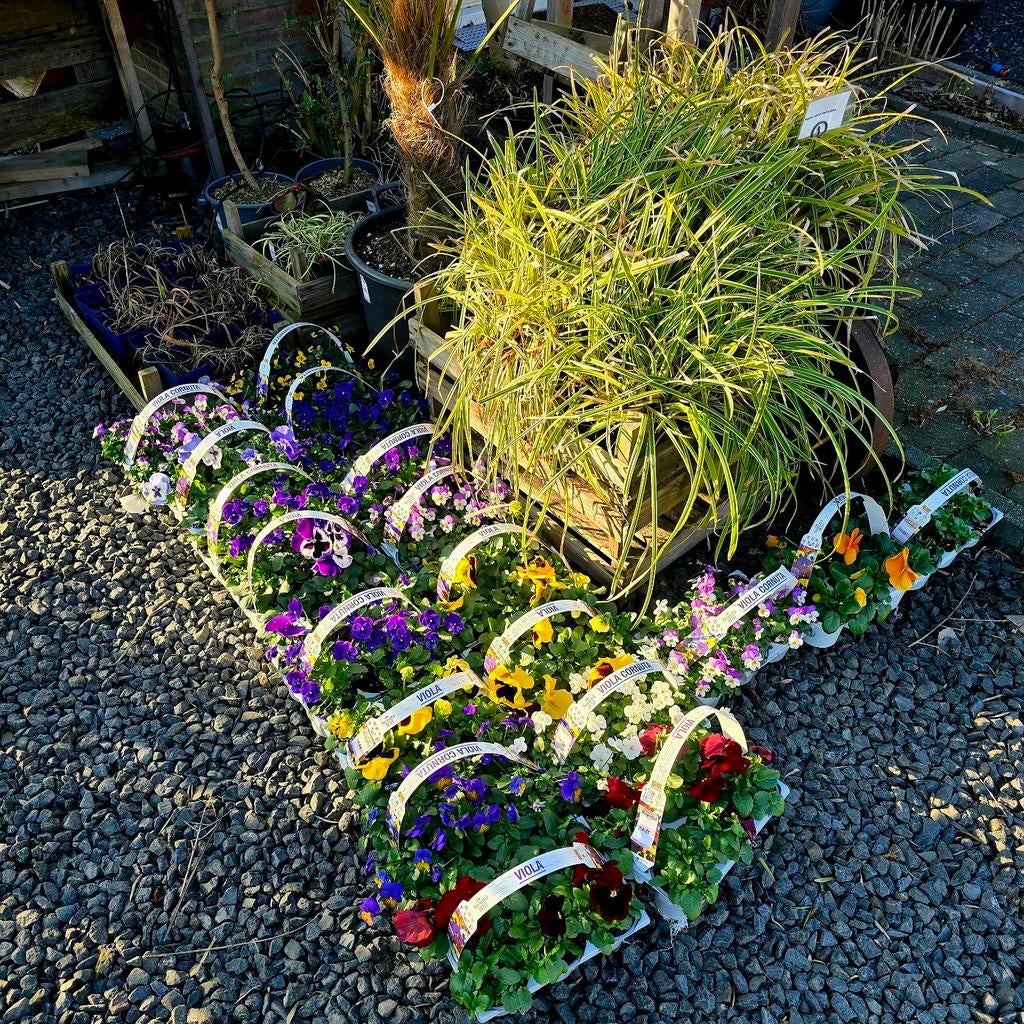 Carex  siergras  p9 & p11, Ophalen, Siergrassen, Halfschaduw