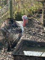 Mooie kalkoen, Dieren en Toebehoren, Mannelijk, Kip