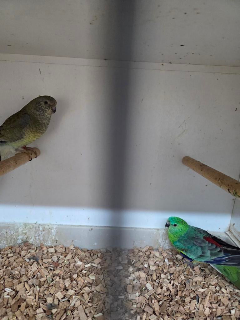 Roodruggen wild kleur, Meerdere dieren, Parkiet