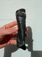 Wolharige neushoorn metapode voet hand bot, Ophalen of Verzenden, Fossiel