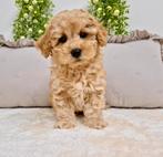 Prachtige boomer x toy poedel pups, Dieren en Toebehoren, Parvo, Nederland, Overige rassen, 8 tot 15 weken
