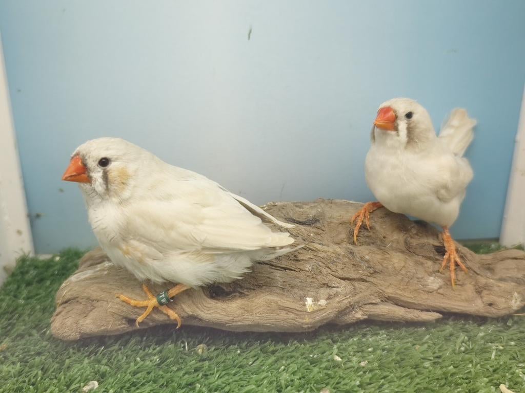 Zebravinken maskergrijs 2026 koppel, Dieren en Toebehoren, Meerdere dieren, Tropenvogel