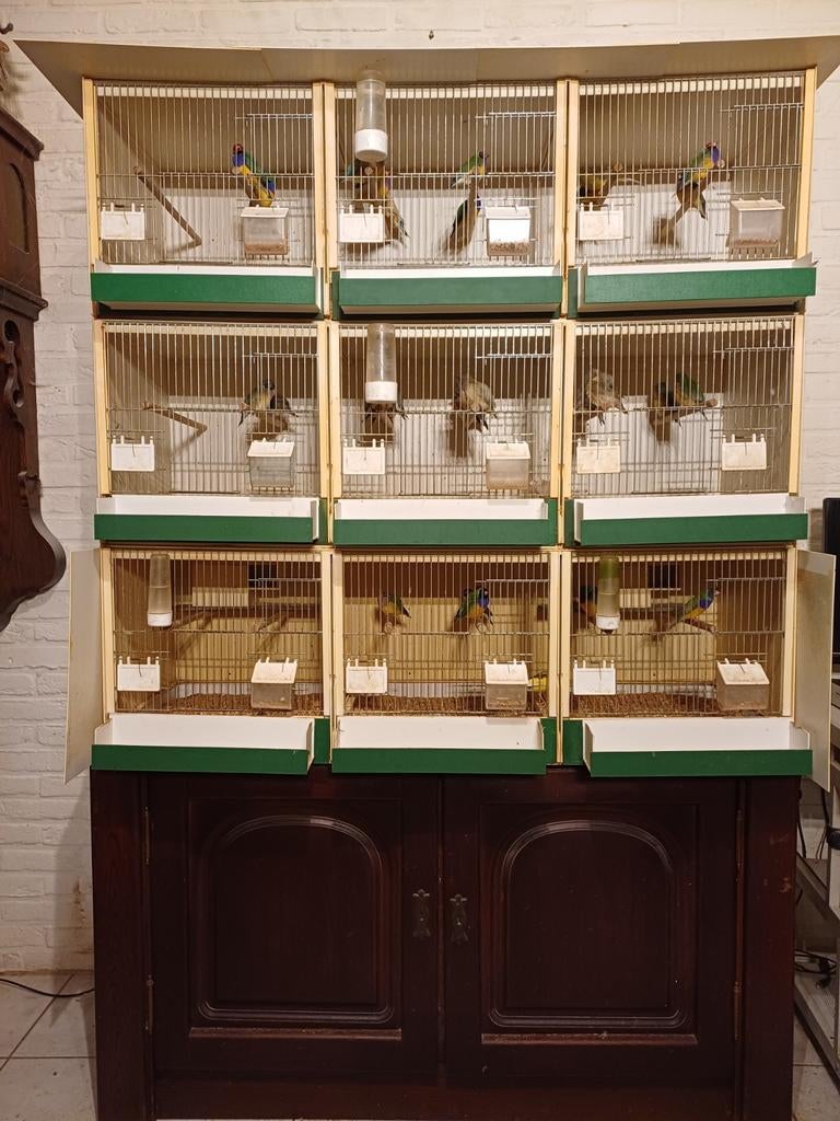 Te koop 40 Goulds, Dieren en Toebehoren, Vogels | Overige Vogels, Meerdere dieren