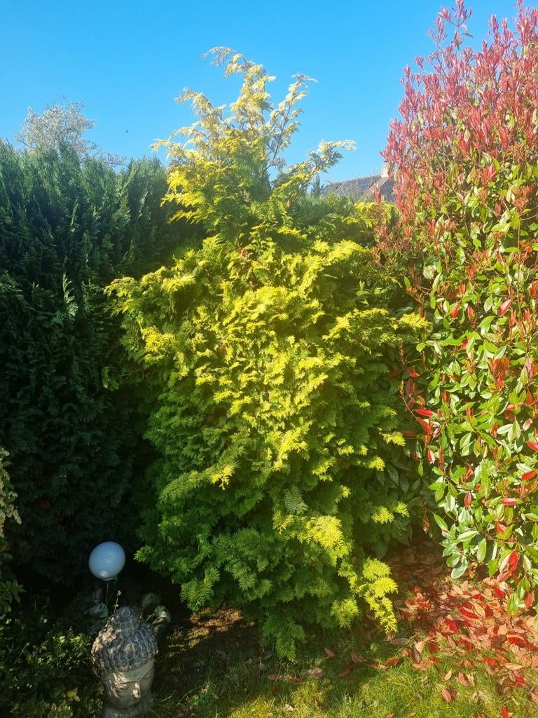 Witte Californische Cypres, Ophalen, Overige soorten, Volle zon