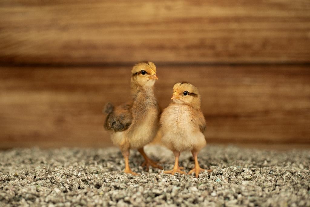 Welsumer groot kippen kuikens | Gesekst en Ingeënt, Vrouwelijk, Kip