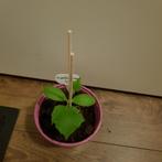 Kraampje in de voortuin met moestuinplantjes, Ophalen, Eenjarig, Groenteplanten, Volle zon