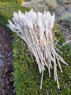Grote bos pampaspollen pluimen, Ophalen of Verzenden, Siergrassen, Volle zon