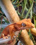 Wimpergekko incl terrarium, Hagedis, 0 tot 2 jaar