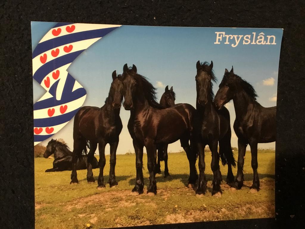 Ansichtkaart Fryslân met Friese paarden, Ophalen of Verzenden, 1980 tot heden, Ongelopen, Friesland