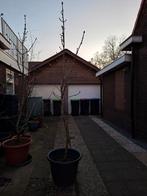 Kastanje boom, Ophalen, Volle zon, Overige soorten, 250 tot 400 cm