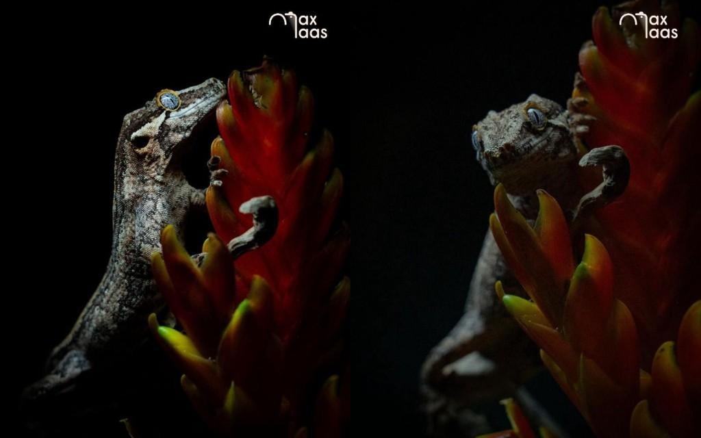 Gargoyle gekko (Rhacodactylus auriculatus) 0.1 Leopard Gecko - female for sale from Forest Fruits Reptiles