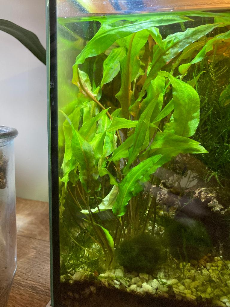 Crypto aquariumplant, Overige soorten, Minder dan 100 cm, Groene kamerplant, Halfschaduw