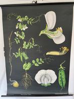 Schoolplaat Erwt (Pisum sativum) van Jung Koch Quentell, Antiek en Kunst, Antiek | Schoolplaten, Ophalen of Verzenden, Natuur en Biologie