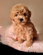 ❤️❤️Lieve en sociale mini labradoodle pups ❤️❤️ mini doodle, Parvo, Overige rassen, 8 tot 15 weken, Meerdere