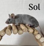 Jonge, lieve muizen, ook texel/satijn, Dieren en Toebehoren, Knaagdieren, Muis, November, Meerdere dieren, Tam