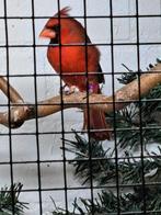 Rode kardinaal, Dieren en Toebehoren, Mannelijk, Geringd