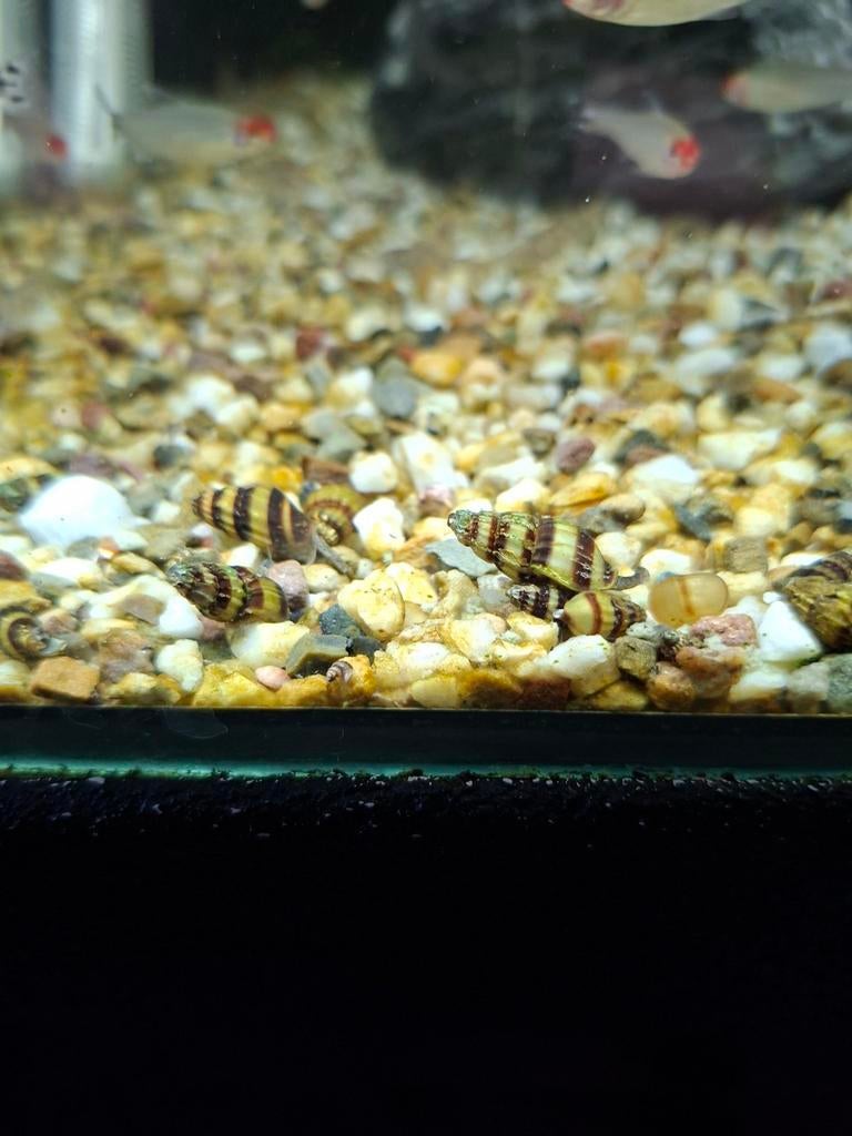 Helena slakken, Dieren en Toebehoren, Vissen | Aquariumvissen, Slak of Weekdier