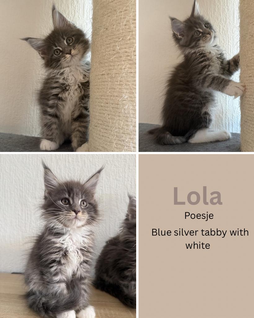 Maine coon kittens, Dieren en Toebehoren, Meerdere dieren, Ontwormd, 0 tot 2 jaar