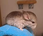 Beige chinchilla baby bokje, Dieren en Toebehoren, Chinchilla, Mannelijk, Januari, Tam