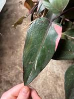 Philodendron Pink Princess met mosstok in 30cm pot, Ophalen of Verzenden