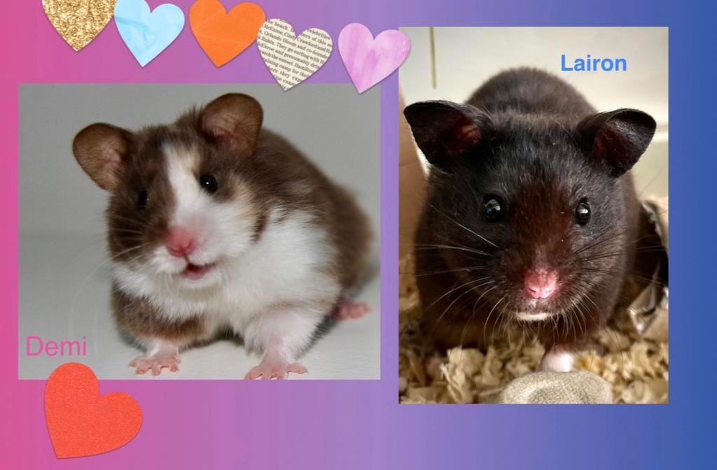 Jonge Syrische hamster / goudhamster te koop., Hamster, Maart, Meerdere dieren, Tam